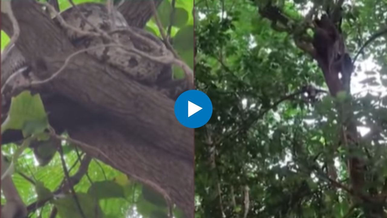 अबब! नवी मुंबईत बेलापुरच्या झाडावर 8 फुट लांबीचा अजगर