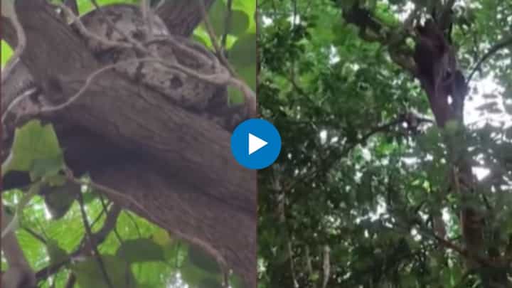 अबब! नवी मुंबईत बेलापुरच्या झाडावर 8 फुट लांबीचा अजगर अबब! नवी मुंबईत बेलापुरच्या झाडावर 8 फुट लांबीचा अजगर