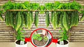 हिवाळ्यात एका कुंडीत सोप्या पद्धतीने कारले पिकवा, जाणून घ्या