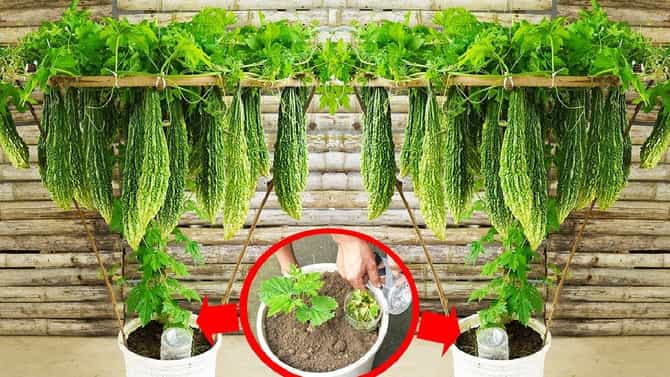 हिवाळ्यात एका कुंडीत सोप्या पद्धतीने कारले पिकवा, जाणून घ्या