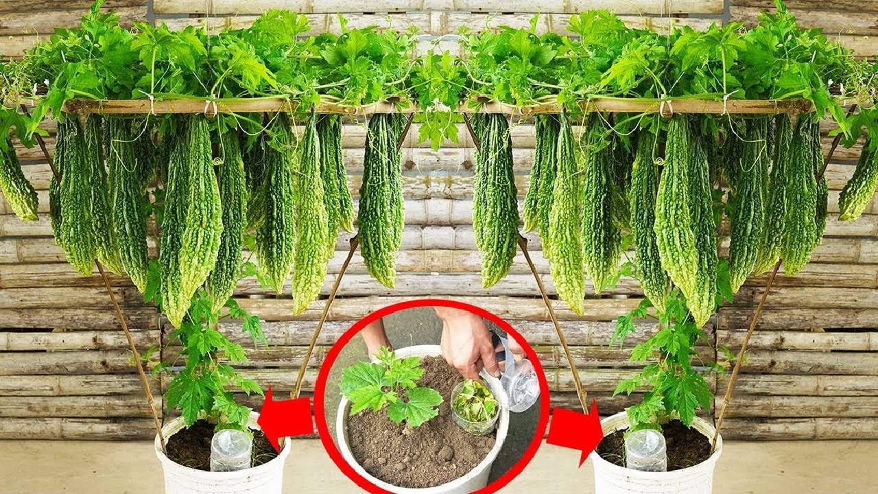 हिवाळ्यात एका कुंडीत सोप्या पद्धतीने कारले पिकवा, जाणून घ्या