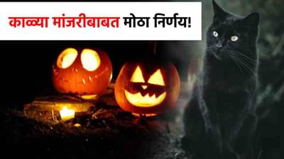काळ्या मांजरीचे नाव काढल्यास...हॅलोवीन सणामुळे घेण्यात आला अजब निर्णय!