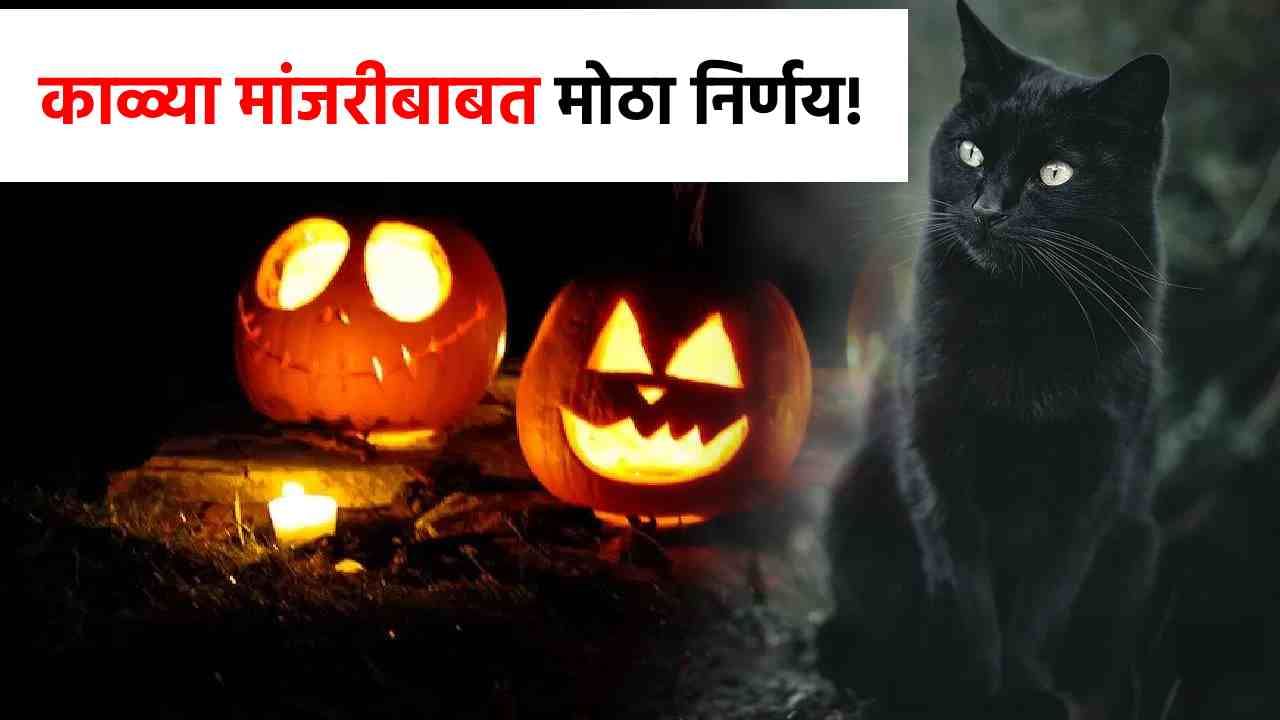 काळ्या मांजरीचे नाव काढल्यास...हॅलोवीन सणामुळे घेण्यात आला अजब निर्णय!