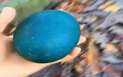 रस्त्याच्या कडेला मिळाले निळे अंडे, कपलने उत्सुकतेने घरी आणले, अंड्यातून जे बाहेर पडले...