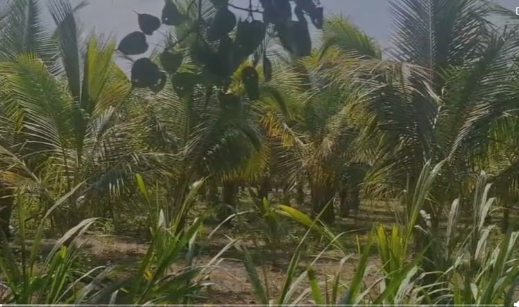 विदर्भातील वाशीम जिल्हा हा पारंपरिक पिकांसाठी ओळखला जातो. मात्र, शेलू खडसे येथील प्रयोगशील शेतकरी रमेश त्र्यंबक धामोडे यांनी पारंपरिक पिकाला छेद देत नारळाची यशस्वी शेती करून एक वेगळा आदर्श निर्माण केला आहे.