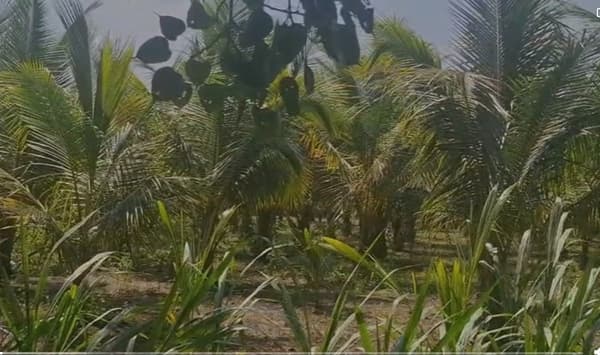 विदर्भातील वाशीम जिल्हा हा पारंपरिक पिकांसाठी ओळखला जातो. मात्र, शेलू खडसे येथील प्रयोगशील शेतकरी रमेश त्र्यंबक धामोडे यांनी पारंपरिक पिकाला छेद देत नारळाची यशस्वी शेती करून एक वेगळा आदर्श निर्माण केला आहे.