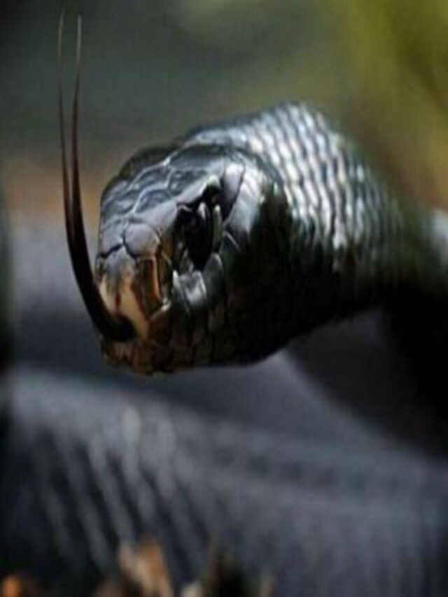 घरटे बनवणारा हा एकमेव साप, आहे खूप विषारी