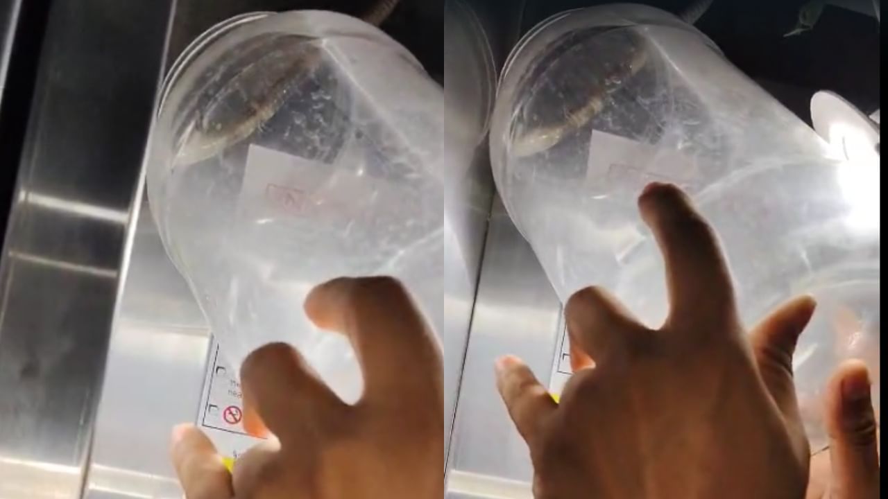 मुंबईतील धारावी परिसरातील एका उच्चभ्रू सोसायटीत सोमवारी सकाळी साप आढळल्याने मोठी खळबळ उडाली. या सोसायटीच्या लिफ्टमध्ये चक्क एक विषारी साप आढळल्याने रहिवाशांमध्ये भीतीचे वातावरण पसरले होते. लिफ्टमधील पंख्याच्या वरच्या जागेत हा साप दडून बसल्याचे समोर आले.