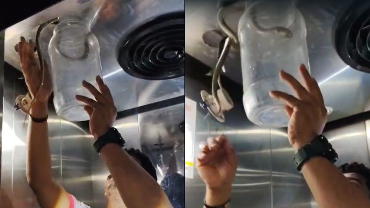 लिफ्टमधील पंख्याच्या वरच्या बाजूला सुमारे तीन फूट लांबीचा हा साप बसलेला होता. हा साप विषारी असल्याने सोसायटीच्या आवारात असलेल्या रहिवाशांमध्ये मोठी घबराट पसरली होती.