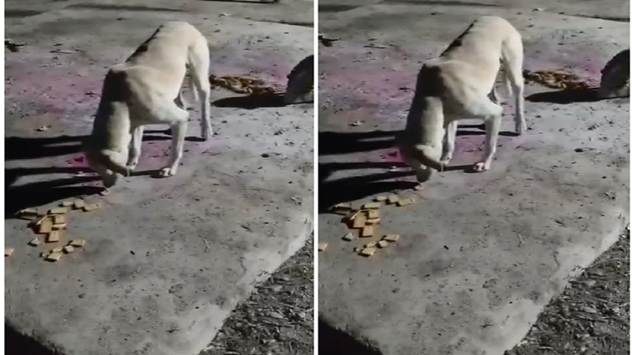 सोलापुरातील वडवळ गावात मालकाच्या मृत्यूनंतर त्यांचा कुत्रा स्मशानभूमीतच ठाण मांडून बसल्याचे पाहायला मिळत आहे. या कुत्र्याची संध्या  पूर्ण  गावात चर्चा आहे. 