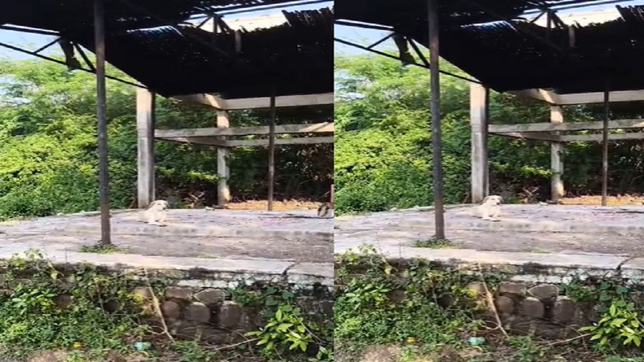 कुत्रा स्मशानभूमीच सर्वत्र फिरताना दिसत आहे. दिवस रात्र कुत्रा स्मशानभूमीत  राहत आहे. सध्या सर्वत्र कुत्र्याची चर्चा सुरु आहे. आपला परत येईल आणि आपल्याला जवळ घेईल असंच त्या कुत्र्याच्या मनात असाव...