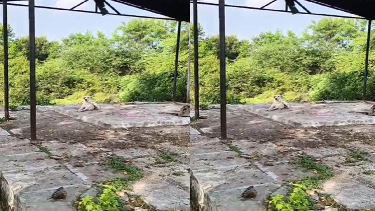  तानाजी पवार यांचा मृत्यू झाल्यानंतर  वडवळ गावातील स्मशान भूमीत त्यांच्यावर अंत्यसंस्कार करण्यात आले. मात्र मागील दहा दिवसांपासून मृत शेतकऱ्याने पाळलेला कुत्रा आपल्या मालकाच्या अंत्यसंस्कार केलेल्या स्मशानभूमीतच बसून आहे 