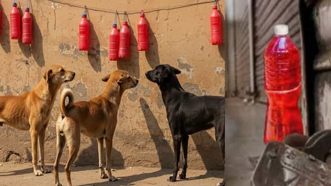 घराबाहेर लाल पाण्याची बाटली ठेवल्याने कुत्रे खरंच घाबरतात? बॉटलकडे पाहिल्यावर कुत्र्यांना नेमकं काय होतं?