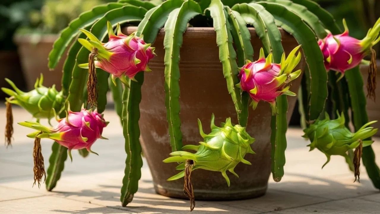 घरी ड्रॅगन फ्रूट वाढवणे खूप सोपे आहे. हे रोप लावताना काही गोष्टी लक्षात ठेवल्या पाहिजेत. थोडी काळजी घेतल्यास, हे झाड वर्षभर फळ देते. अशा ठिकाणी ठेवा जिथे दररोज किमान 6 तास  सूर्यप्रकाश पडतो. जर सावलीत असेल तर ग्रो लाइट वापरा.