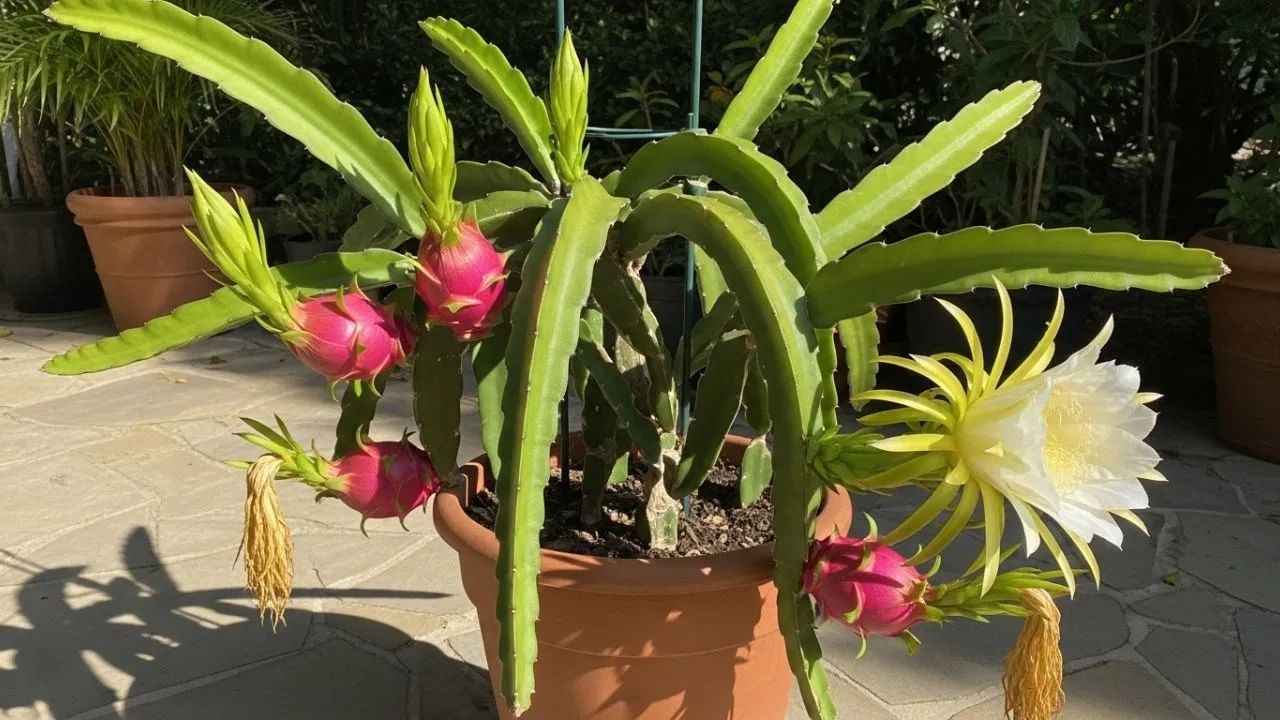 कुंडी किमान 12 - 18  इंच व्यासाची आणि पाण्याचा चांगला निचरा होणारी असावी. ड्रॅगन फ्रूट वाढवण्यासाठी, चांगल्या दर्जाची माती घ्या. वाळू, परलाइट आणि पॉटिंग मिक्स समान प्रमाणात तयार करा.