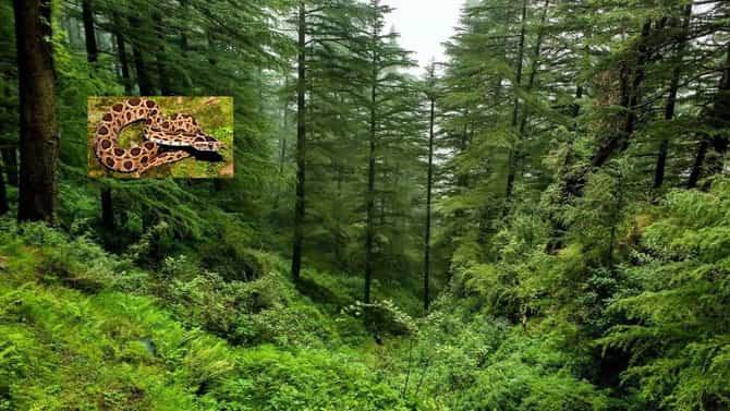 मृत्यूची शिट्टी, हा आवाज ऐकताच व्हा सावध, अनेकांना मरणानं गाठलंय
