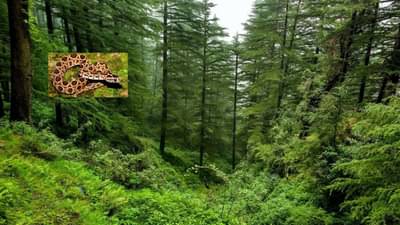 मृत्यूची शिट्टी, हा आवाज ऐकताच व्हा सावध, अनेकांना मरणानं गाठलंय