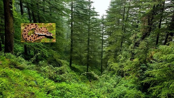 मृत्यूची शिट्टी, हा आवाज ऐकताच व्हा सावध, अनेकांना मरणानं गाठलंय
