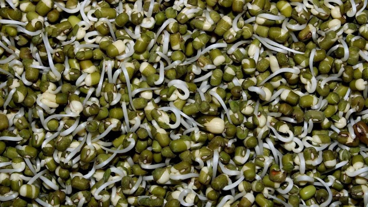 हिरवे मूग खाणे आरोग्यासाठी अत्यंत फायदेशीर ठरतात. जर तुम्ही अंकुरलेले मूग खाल्ले तर ते अधिक फायदेशीर ठरते. ज्यामुळे आरोग्याच्या अनेक समस्या दूर होतील. 