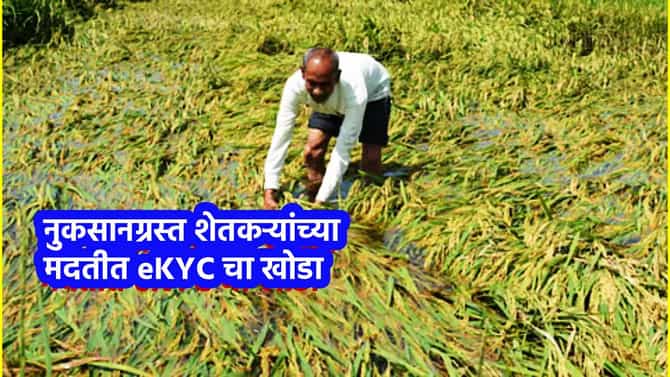 नुकसानग्रस्त शेतकऱ्यांच्या मदतीत eKYC चा खोडा; 746 कोटी बँकेत पडून