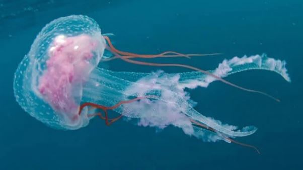 या जेलिफिशला डोकं आणि हृदय नसते. हा जेलिफिश कधीच म्हातारा होत नाही. एक निश्चित वय झाल्यानंतर जेलिफिश पुन्हा एकदा तरुण होते.