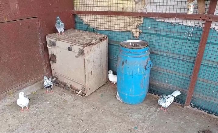 भाऊबीज दिवशी हा अनोखा खेळ खेळत कबुतर प्रेमी दिवाळी सणाचा आनंद लुटतात. भाऊबीज पासून पुढे दोन ते तीन दिवस हा खेळ खेळाला जातो.