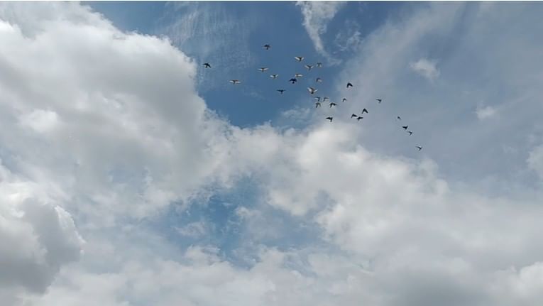 पुण्याच्या भोरमध्ये दिवाळीतल्या भाऊबीजेच्या दिवशी कबूतरप्रेमींकडून अनोखा खेळ खेळला जातो. या कबुतरांच्या खेळाला गेल्या अनेक वर्षांची परंपरा आहे