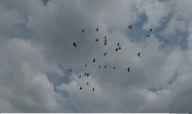 पुण्याच्या भोरमध्ये दिवाळीला रंगतो आकाशात कबुतरे सोडण्याचा अनोखा खेळ !