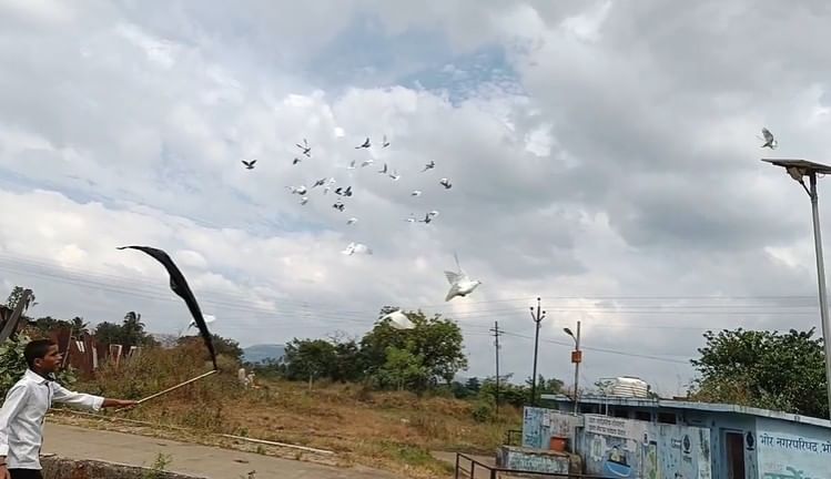 जास्तीत जास्त जातिवंत कबुतर आपल्या थव्यात घेण्यासाठी परिसरातील ढाबळ मालक प्रयत्न करत असतात. कबूतरांना शिट्या मारत, ओरडत, काळ्या झेंड्याच्या मार्फत कबुतरांना मार्ग दाखवत या कबुतरांचा थवा आकाशात अगदी कल्पकतेने उडवून हा खेळ खेळाला जातो.