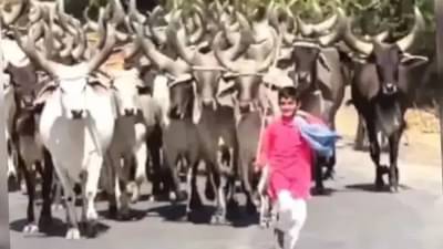 Viral Video: कलियुगातील हा कृष्णा कोण? ज्याच्या एका हाकेने शेकडो गायी येतात धावत