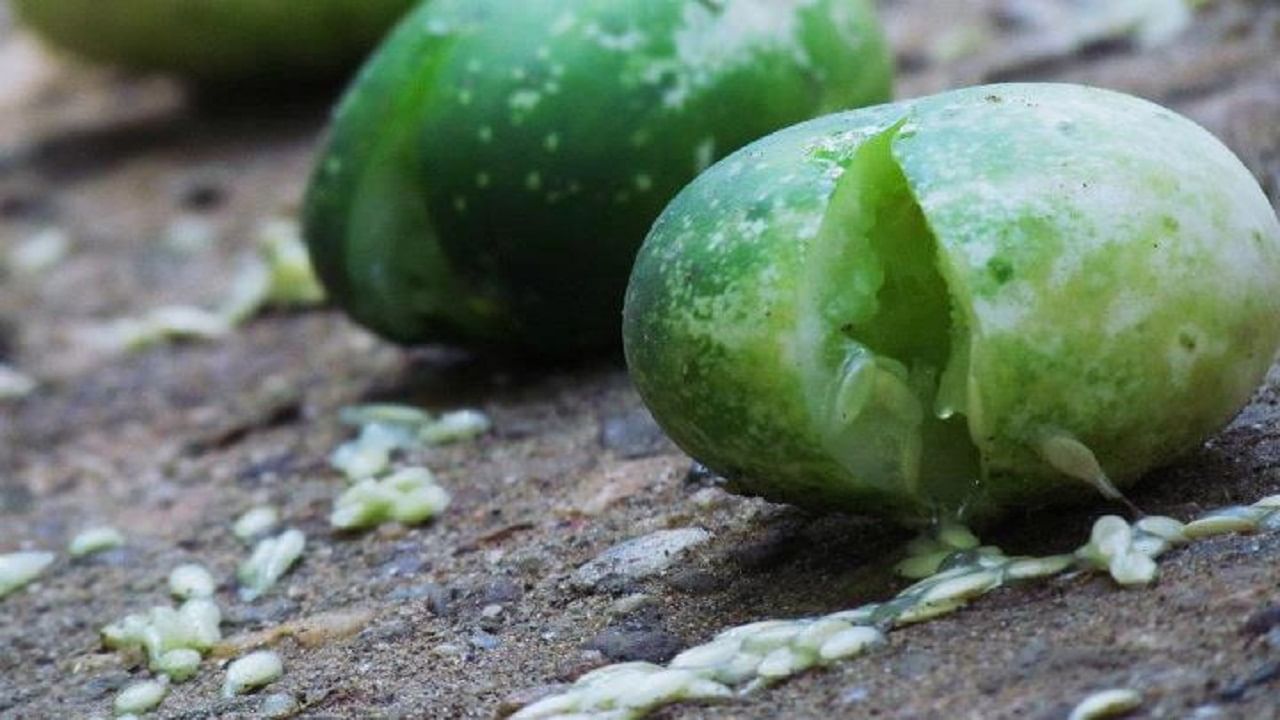 पायाच्या अंगठ्याने कारटे फोडणं हे अहंकार, द्वेष, क्रोध, लोभ यांसारख्या वाईट भावना नष्ट करण्याचं प्रतीक आहे. याचं आध्यात्मिक महत्व आहे.