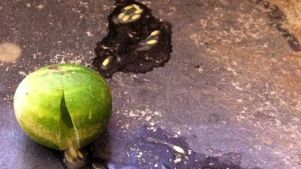 ग्रामीण भागात विशेषतः महाराष्ट्रात, कारटे फोडणं ही एक जुनी लोकपरंपरा आहे. ही कृती करताना देवतेस अभिप्रेत नम्रता आणि शुद्धीचा भाव ठेवला जातो.