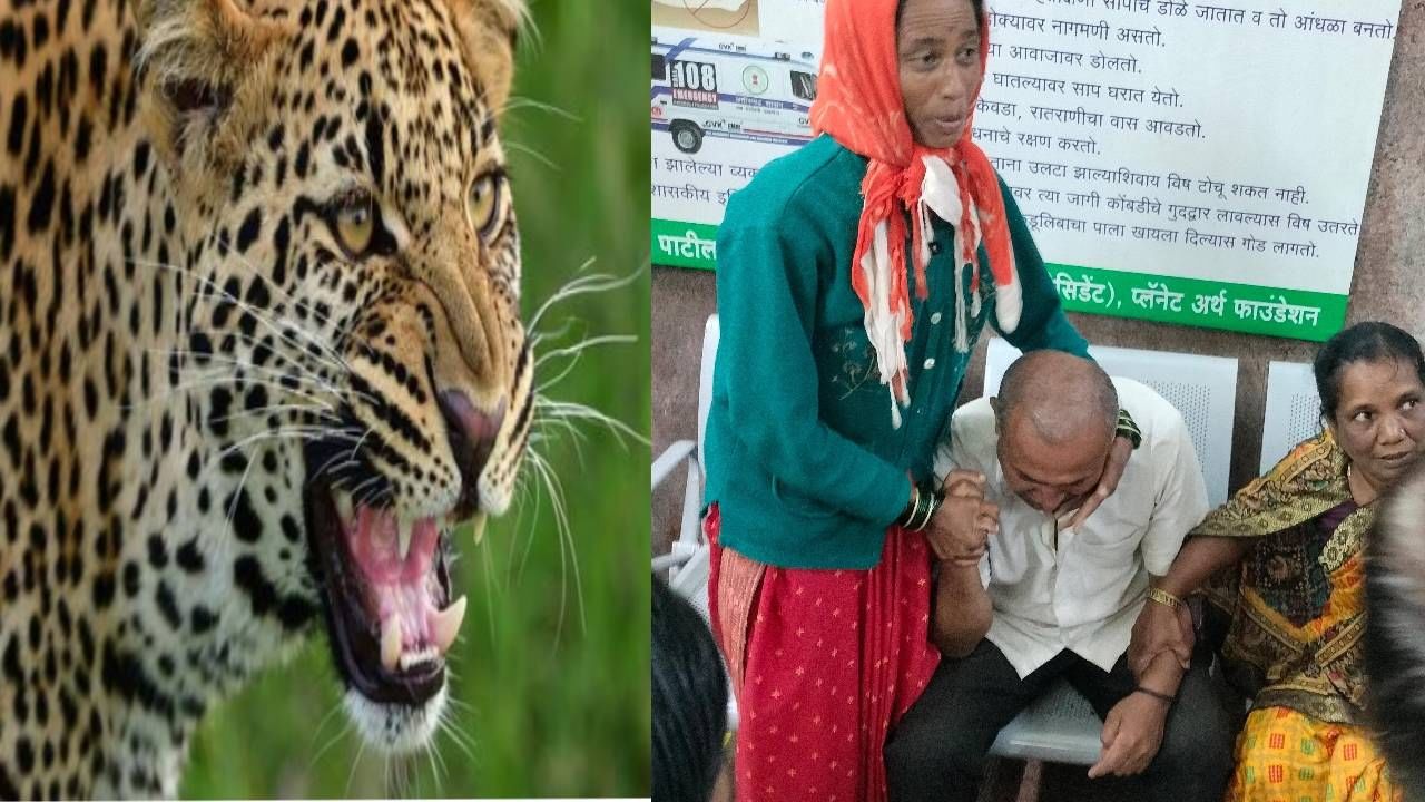 बिबट्याची नातवावर झडप... आजोबा जीव धोक्यात घालून बिबट्याशी भिडला, दोघांची झुंज; पुढे काय घडलं?