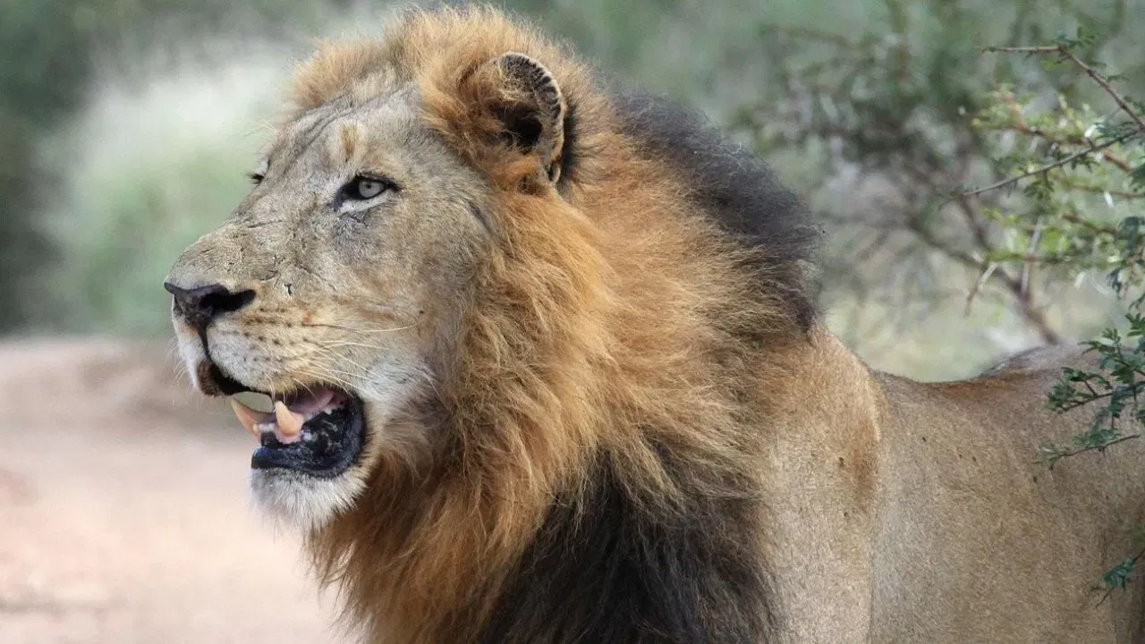 सिंहाची गर्जना 8 किलोमीटर किंवा 5 मैलांपर्यंत ऐकू जाते. तसेच सिंहाच्या  आवाजाची तीव्रता 114 डेसिबलपर्यंत असू शकते. यामुळे अनेक प्राणी सिंहापासून दूर पळतात.   