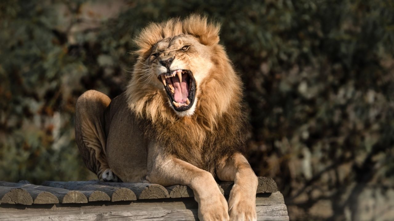 सिंह सामान्यतः 60 सेकंदांपर्यंत गर्जना करतात. ही गर्जना ऐकणारा प्राणी घाबरतो. सिंह बहुतेकदा रात्री जास्त गर्जना करतात. त्यामुळे त्यांचा आवाज खूप दूरपर्यंत जाऊ शकतो. 