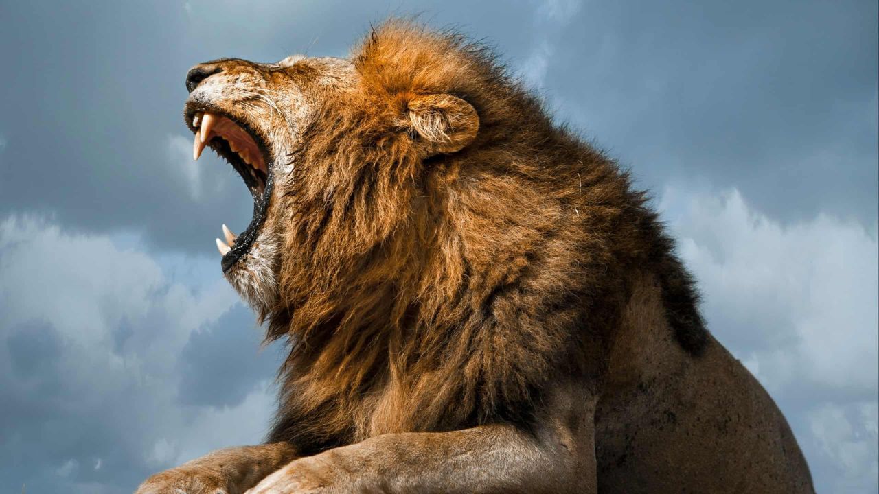 सिंह अनेकदा आपली ताकद दाखवण्यासाठी गर्जना करतात. आपल्या प्रदेशात दुसरे सिंह आले असतील तर त्यांना घाबरवण्यासाठीही सिंह गर्जना करतात.  