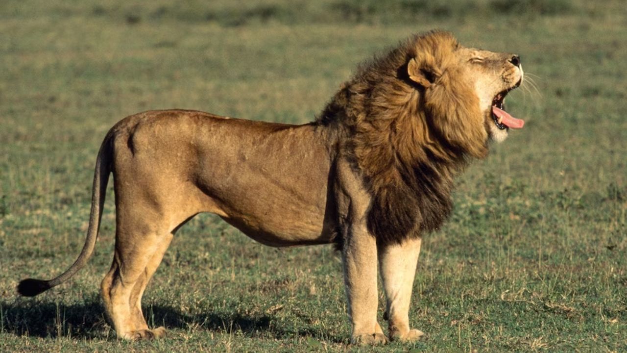 सिंह जेव्हा गर्जना करतो तेव्हा जंगलातील सर्व प्राणी थरथर कापतात आणि दूर पळतात. तसेच झाडावरील पक्षीही दूर जातात. कारण सिंहाची गर्जना ही शक्तिशाली आणि जोरात असते. 