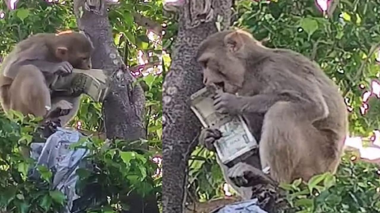 माकडाकडून 500 च्या नोटांचा पाऊस, अनेकांनी पैसे उचलले, पण त्यानंतर..., नक्की झालं तरी काय?