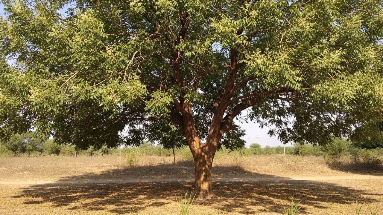 कडुलिंबाचे झाड मंगळ ग्रहाशी संबंधित आहे. परिणामी, या झाडाला पाणी अर्पण केल्याने भगवान हनुमान प्रसन्न होतात, ज्यामुळे मंगळाचे नकारात्मक प्रभाव दूर होतात. कडुलिंबाची माळ धारण केल्याने शनीचे अशुभ प्रभाव देखील दूर होतात.