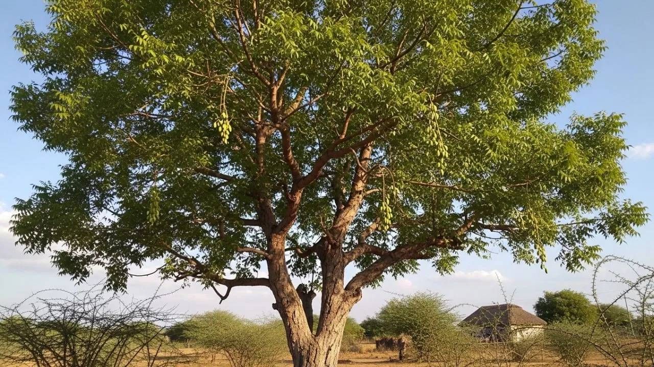 हिंदू धर्मात, कडुलिंबाच्या झाडाच्या लाकडाचा वापर करून हवन केल्याने वास्तुदोष दूर होतात, कुटुंबात शांती आणि आनंद येतो आणि पूर्वजांच्या शापांपासून मुक्तता मिळते. याव्यतिरिक्त, घरात कडुलिंबाची पाने धुतल्याने नकारात्मक ऊर्जा नष्ट होते.
