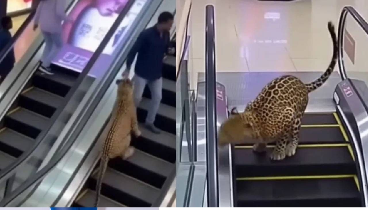Viral: मॉलमध्ये घुसला बिबट्या, एस्केलेटरवर चढला आणि मग... जाणून घ्या व्हायरल व्हिडीओमागचं सत्य Viral: मॉलमध्ये घुसला बिबट्या, एस्केलेटरवर चढला आणि मग... जाणून घ्या व्हायरल व्हिडीओमागचं सत्य