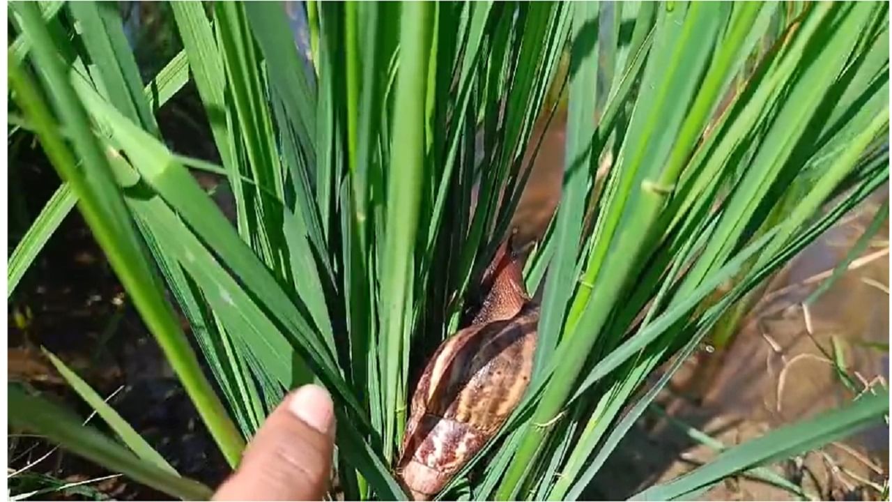 सलग चार महिने पाऊस, खरिपातील कडधान्य पिकांची रखडलेली पेरणी, अतिवृष्टीमुळे भात पिकाच्या अतोनात नुकसानीमुळे या सर्व संकटांना तोंड देऊन उरलेले कडधान्य, भात पीक जोमात येऊ लागले असतानाच पिकावर गोगलगायींचं संकट उभं राहिलं आहे. 