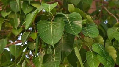 सकाळी सकाळी पिंपळाच्या पानांचे पाणी पिल्यामुळे शरीराला नेमकं काय फायदे होतात? जाणून घ्या...