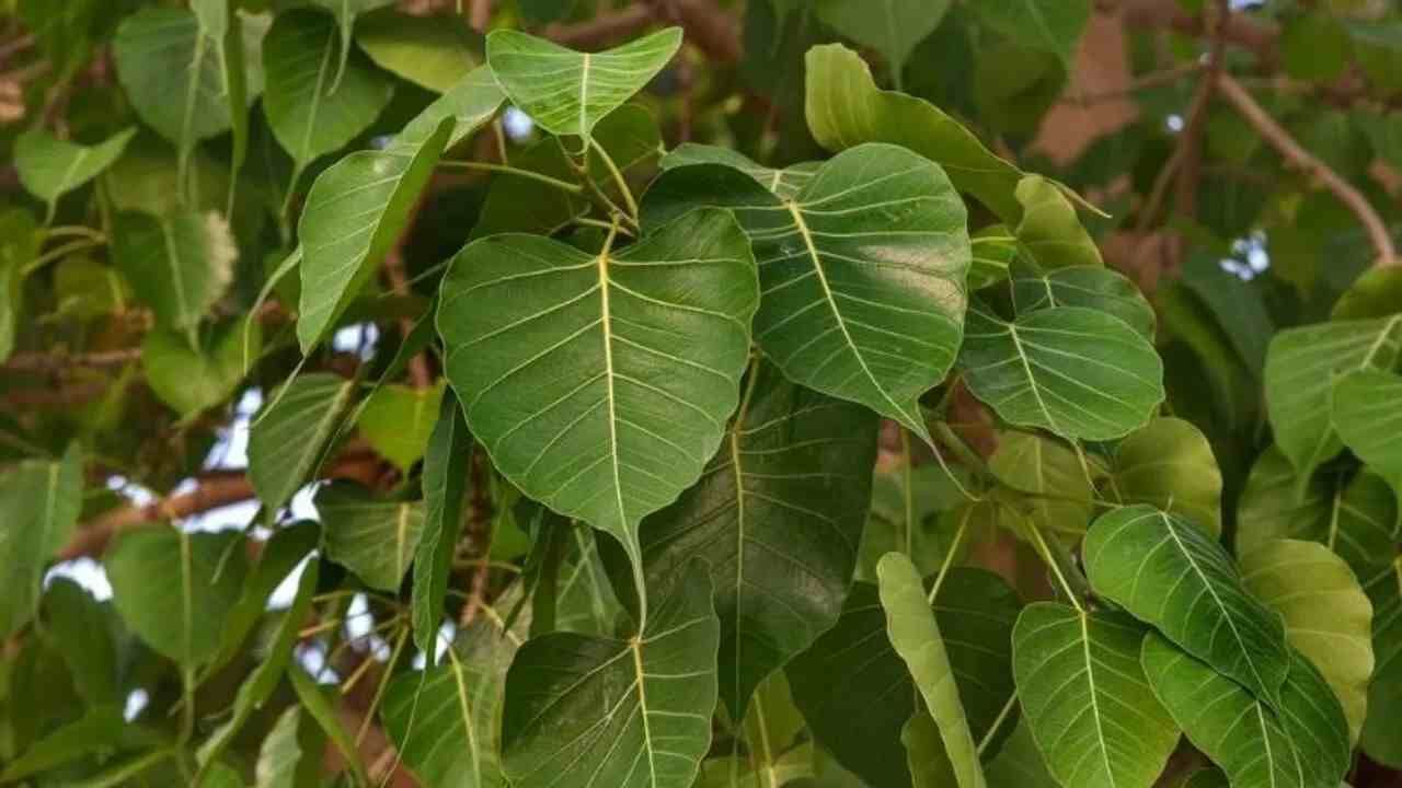 सकाळी सकाळी पिंपळाच्या पानांचे पाणी पिल्यामुळे शरीराला नेमकं काय फायदे होतात? जाणून घ्या... सकाळी सकाळी पिंपळाच्या पानांचे पाणी पिल्यामुळे शरीराला नेमकं काय फायदे होतात? जाणून घ्या...