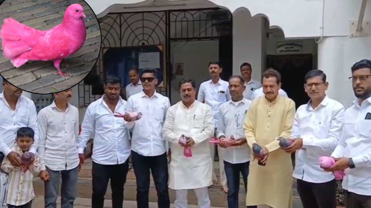 Pune : भाऊबीजेला महागडी कबुतरं घ्यायची अन् रंगवून... पुण्याच्या भोरमधली अनोखी प्रथा तर बघा काय?