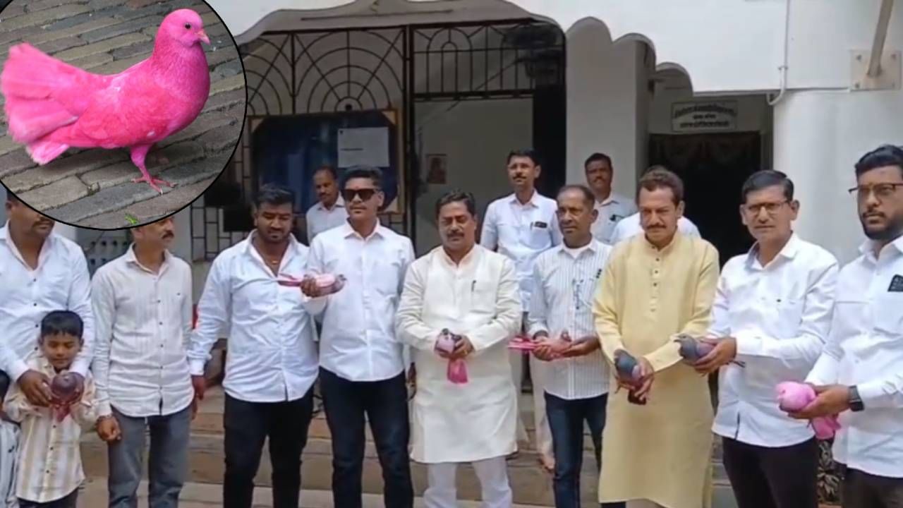 Pune : भाऊबीजेला महागडी कबुतरं घ्यायची अन् रंगवून... पुण्याच्या भोरमधली अनोखी प्रथा तर बघा काय?