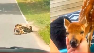 VIDEO : निरागस हरणाला अजगराचा जबर विळखा, प्राण कंठाशी आले, पण तेवढ्यात..