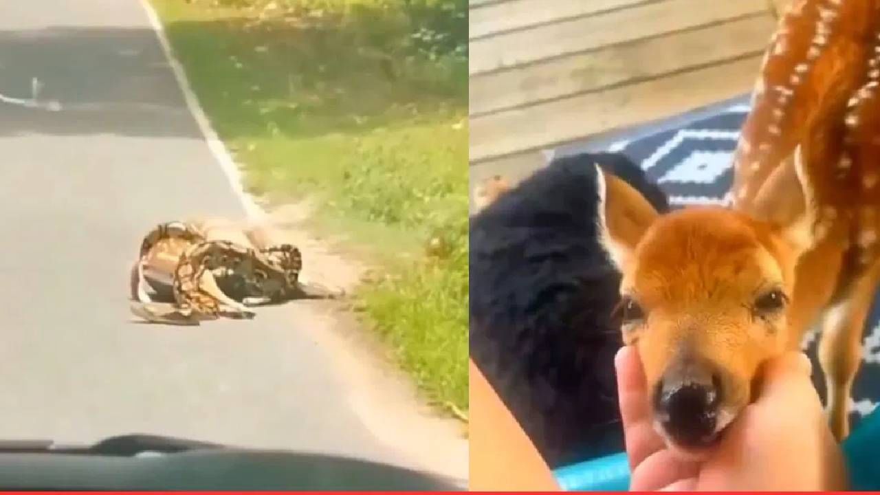 VIDEO : निरागस हरणाला अजगराचा जबर विळखा, प्राण कंठाशी आले, पण तेवढ्यात..