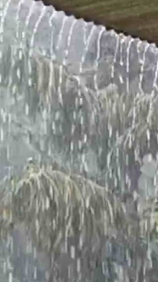 सिंधुदुर्गमध्ये मुसळधार पाऊस, भातशेतीला फटका बसण्याची शक्यता