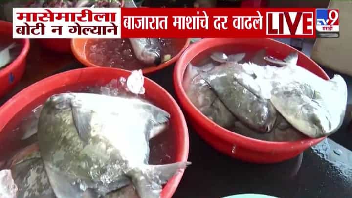 Ratnagiri Fish Price Hike: माशांचे वाढलेले दर खवय्यांच्या खिशाला कात्री, कारण नेमकं काय? Ratnagiri Fish Price Hike: माशांचे वाढलेले दर खवय्यांच्या खिशाला कात्री, कारण नेमकं काय?